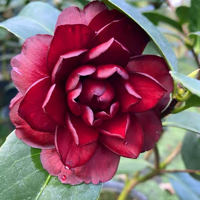 山茶花苗墨川双墨超墨变异高级品种绿植盆栽花卉产地直销热销-Taobao